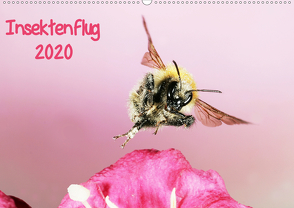 Insektenflug 2020 (Wandkalender 2020 DIN A2 quer) von Schmidt,  Jürgen