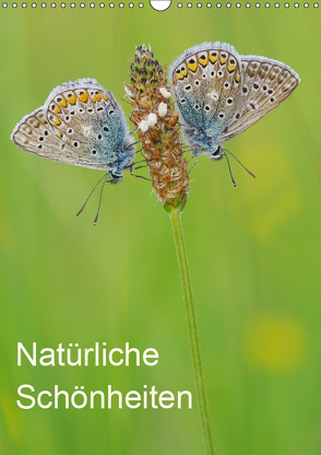 Insekten,Schönheiten der Natur (Wandkalender 2019 DIN A3 hoch) von Blum,  Jürgen