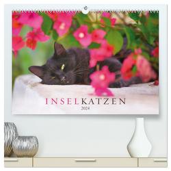 Inselkatzen (hochwertiger Premium Wandkalender 2024 DIN A2 quer), Kunstdruck in Hochglanz von Krutz,  Christina