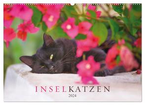 Inselkatzen (Wandkalender 2024 DIN A2 quer), CALVENDO Monatskalender von Krutz,  Christina