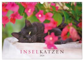 Inselkatzen (Wandkalender 2024 DIN A3 quer), CALVENDO Monatskalender von Krutz,  Christina