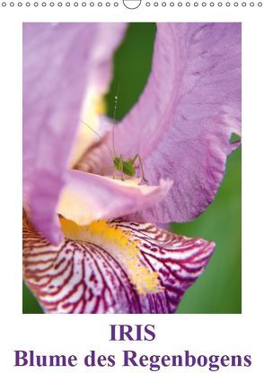 Iris, Blume des Regenbogens (Wandkalender 2019 DIN A3 hoch) von Haas,  Willi