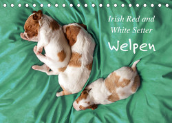 Irish Red and White Setter Welpen (Tischkalender 2023 DIN A5 quer) von Rütten,  Kristina