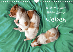Irish Red and White Setter Welpen (Wandkalender 2023 DIN A4 quer) von Rütten,  Kristina