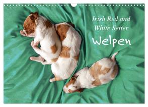 Irish Red and White Setter Welpen (Wandkalender 2024 DIN A3 quer), CALVENDO Monatskalender von Rütten,  Kristina