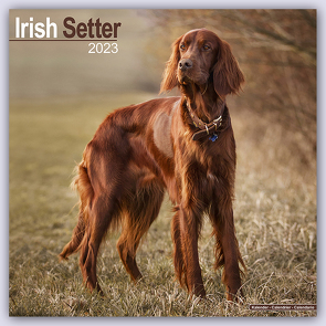 Irish Setter – Irish Setter 2023 – 16-Monatskalender