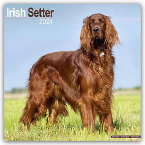 Irish Setter – Irish Setter 2024 – 16-Monatskalender