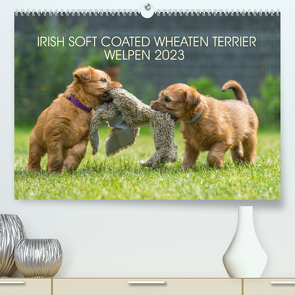 IRISH SOFT COATED WHEATEN TERRIER WELPEN 2023 (Premium, hochwertiger DIN A2 Wandkalender 2023, Kunstdruck in Hochglanz) von Mirsberger,  Annett