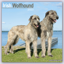 Irish Wolfhound – Irischer Wolfshund 2023 – 16-Monatskalender