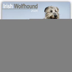 Irish Wolfhound – Irischer Wolfshund 2024 – 16-Monatskalender