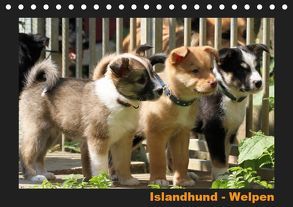 Islandhund – Welpen / CH-Version (Tischkalender 2019 DIN A5 quer) von Angelika Möthrath,  JAMFoto