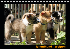 Islandhund – Welpen / CH-Version (Tischkalender 2020 DIN A5 quer) von Angelika Möthrath,  JAMFoto