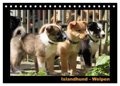 Islandhund – Welpen / CH-Version (Tischkalender 2024 DIN A5 quer), CALVENDO Monatskalender von Angelika Möthrath,  JAMFoto