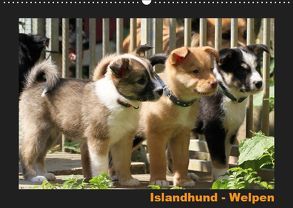 Islandhund – Welpen / CH-Version (Wandkalender 2019 DIN A2 quer) von Angelika Möthrath,  JAMFoto