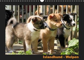 Islandhund – Welpen / CH-Version (Wandkalender 2019 DIN A3 quer) von Angelika Möthrath,  JAMFoto