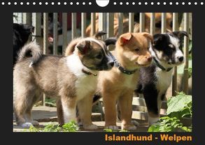 Islandhund – Welpen / CH-Version (Wandkalender 2019 DIN A4 quer) von Angelika Möthrath,  JAMFoto