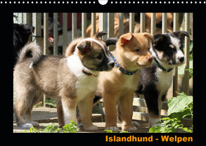 Islandhund – Welpen / CH-Version (Wandkalender 2020 DIN A3 quer) von Angelika Möthrath,  JAMFoto