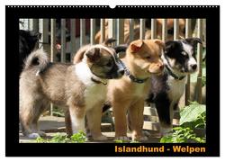 Islandhund – Welpen / CH-Version (Wandkalender 2024 DIN A2 quer), CALVENDO Monatskalender von Angelika Möthrath,  JAMFoto