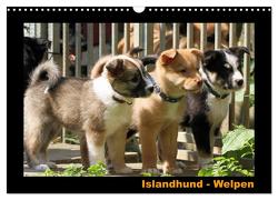 Islandhund – Welpen / CH-Version (Wandkalender 2024 DIN A3 quer), CALVENDO Monatskalender von Angelika Möthrath,  JAMFoto