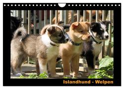 Islandhund – Welpen / CH-Version (Wandkalender 2024 DIN A4 quer), CALVENDO Monatskalender von Angelika Möthrath,  JAMFoto