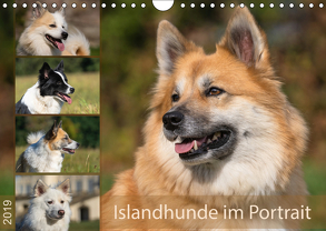 Islandhunde im Portrait (Wandkalender 2019 DIN A4 quer) von Scheurer,  Monika