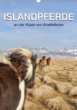 ISLANDPFERDE an der Küste von Snæfellsnes (Wandkalender 2018 DIN A3 hoch) von Albert,  Jutta
