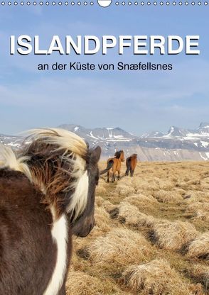 ISLANDPFERDE an der Küste von Snæfellsnes (Wandkalender 2019 DIN A3 hoch) von Albert,  Jutta