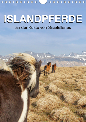 ISLANDPFERDE an der Küste von Snæfellsnes (Wandkalender 2020 DIN A4 hoch) von Albert,  Jutta