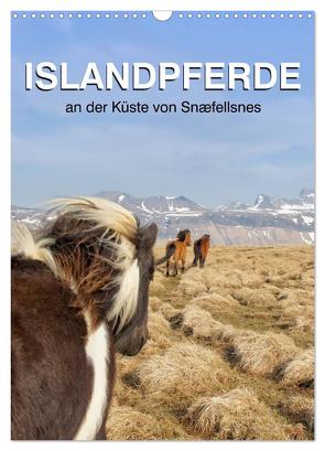 ISLANDPFERDE an der Küste von Snæfellsnes (Wandkalender 2024 DIN A3 hoch), CALVENDO Monatskalender von Albert,  Jutta
