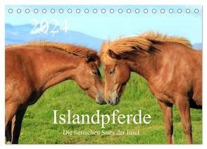 Islandpferde – Die tierischen Stars der Insel (Tischkalender 2024 DIN A5 quer), CALVENDO Monatskalender von Grosskopf,  Rainer