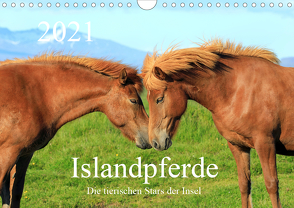 Islandpferde – Die tierischen Stars der Insel (Wandkalender 2021 DIN A4 quer) von Grosskopf,  Rainer