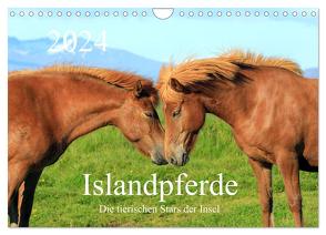 Islandpferde – Die tierischen Stars der Insel (Wandkalender 2024 DIN A4 quer), CALVENDO Monatskalender von Grosskopf,  Rainer