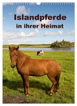 Islandpferde in ihrer Heimat (Wandkalender 2024 DIN A3 hoch), CALVENDO Monatskalender von Rusch,  Winfried