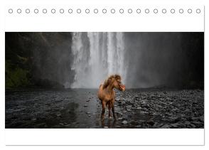 Islandpferde Kalender – Pferde von der Insel aus Feuer und Eis (Tischkalender 2024 DIN A5 quer), CALVENDO Monatskalender von Voth,  Alexandra