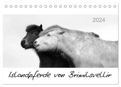 Islandpferde von Brimilsvellir (Tischkalender 2024 DIN A5 quer), CALVENDO Monatskalender von Albert,  Jutta