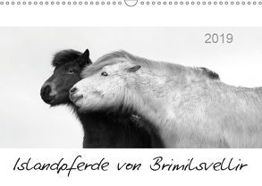 Islandpferde von Brimilsvellir (Wandkalender 2019 DIN A3 quer) von Albert,  Jutta
