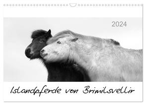 Islandpferde von Brimilsvellir (Wandkalender 2024 DIN A3 quer), CALVENDO Monatskalender von Albert,  Jutta