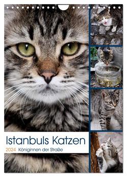 Istanbuls Katzen (Wandkalender 2024 DIN A4 hoch), CALVENDO Monatskalender von Wagener,  Harald