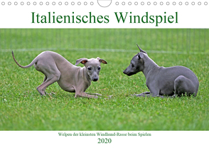 Italienisches Windspiel (Wandkalender 2020 DIN A4 quer) von Eppele,  Klaus