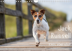 Jack Russell – Klein, aber oho! (Wandkalender 2022 DIN A4 quer) von Mirsberger tierpfoto.de,  Annett