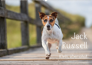 Jack Russell – Klein, aber oho! (Wandkalender 2023 DIN A2 quer) von Mirsberger tierpfoto.de,  Annett