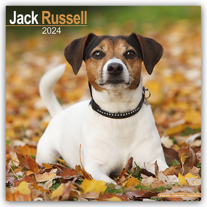 Jack Russell Terrier 2024 – 16-Monatskalender