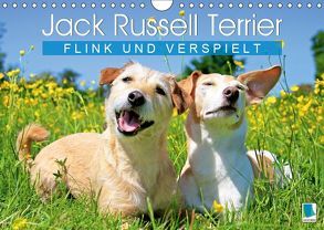 Jack Russell Terrier: flink und verspielt (Wandkalender 2019 DIN A4 quer) von CALVENDO
