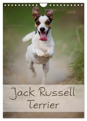 Jack Russell Terrier (Wandkalender 2024 DIN A4 hoch), CALVENDO Monatskalender von Noack,  Nicole