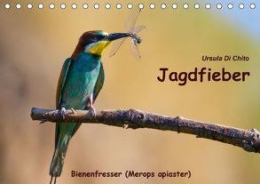 Jagdfieber – Bienenfresser (Merops apiaster) (Tischkalender 2018 DIN A5 quer) von Di Chito,  Ursula