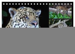 Jaguare im Pantanal (Tischkalender 2024 DIN A5 quer), CALVENDO Monatskalender von und Michael Herzog,  Yvonne