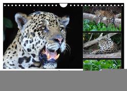 Jaguare im Pantanal (Wandkalender 2024 DIN A4 quer), CALVENDO Monatskalender von und Michael Herzog,  Yvonne