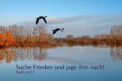 Jahreslosung 2019 – Suche Frieden und jage ihm nach! (CD-Card) von Börner,  Reinhard