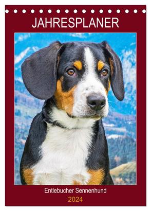 Jahresplaner Entlebucher Sennenhund (Tischkalender 2024 DIN A5 hoch), CALVENDO Monatskalender von Starick,  Sigrid