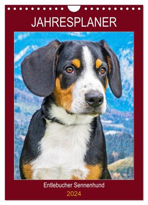 Jahresplaner Entlebucher Sennenhund (Wandkalender 2024 DIN A4 hoch), CALVENDO Monatskalender von Starick,  Sigrid